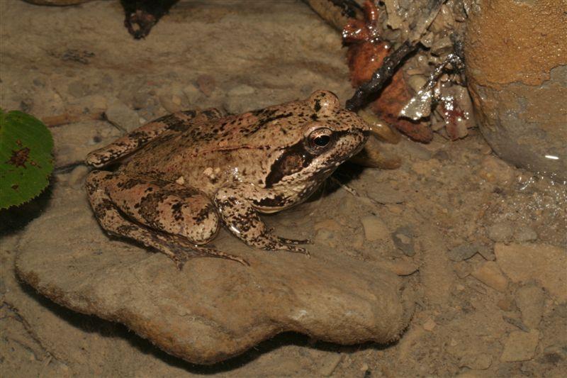 Potamon fluviatilis e gamberi: pericolo per ululoni??